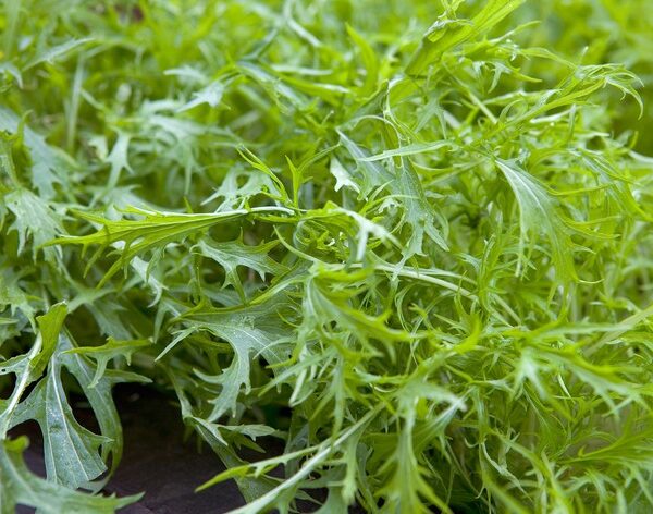 Мицуна, мизуна, японская капуста 0,5 г