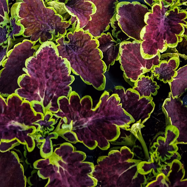 Декоративная крапива "Chocolate Green" 10 семян