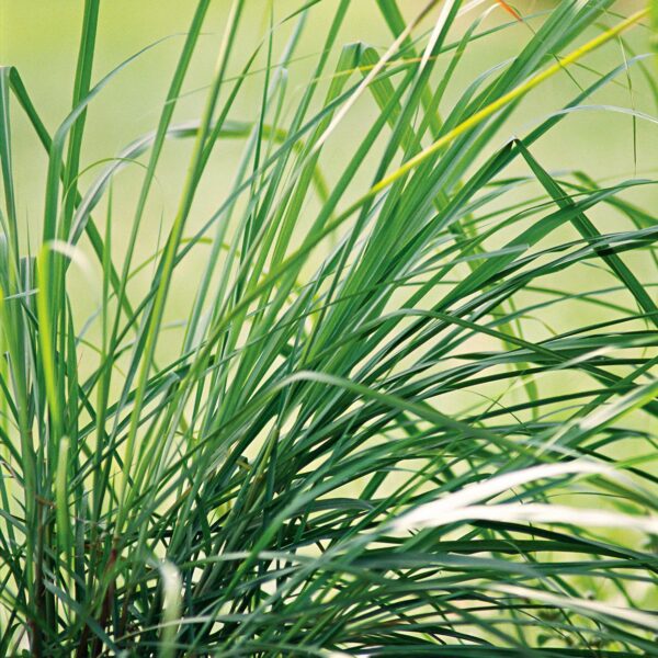 Лимонное сорго (лимонная трава, лемонграсс, челнобородник лимонный) 0,1 г