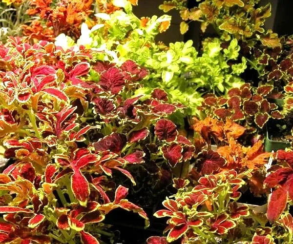 Декоративная крапива "Rokoko" 0,02 g