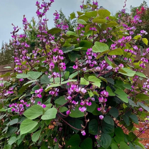 Гиацинтовая фасоль, египетские бобы, лобия, вьющаяся сирень 7 семян