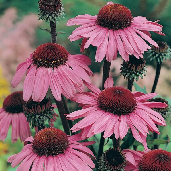 Эхинацея пурпурная Bravado 50 семян