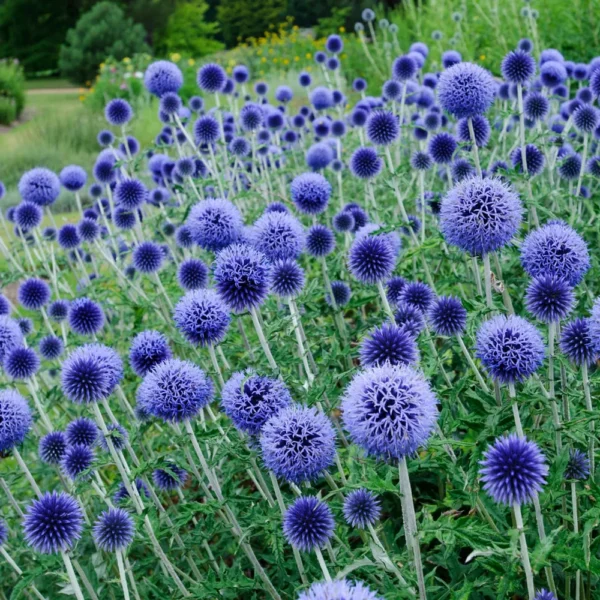Мордовник обыкновенный Globe Thistle 50 семян