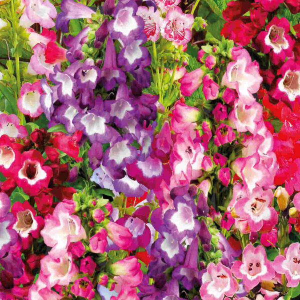 Пенстемон Sensation Mix 500 семян