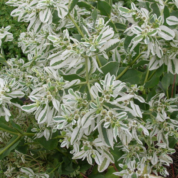 Молочай окаймлённый "Mountain Snow" 2 г