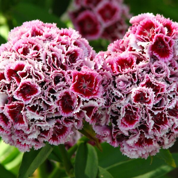 Гвоздика турецкая Heimatland 0,5 г семян