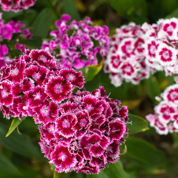 Гвоздика турецкая Pinnocchio 1 г семян