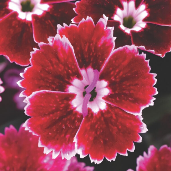 Гвоздика турецкая Dynasty F1 Rose Lace 10 семян