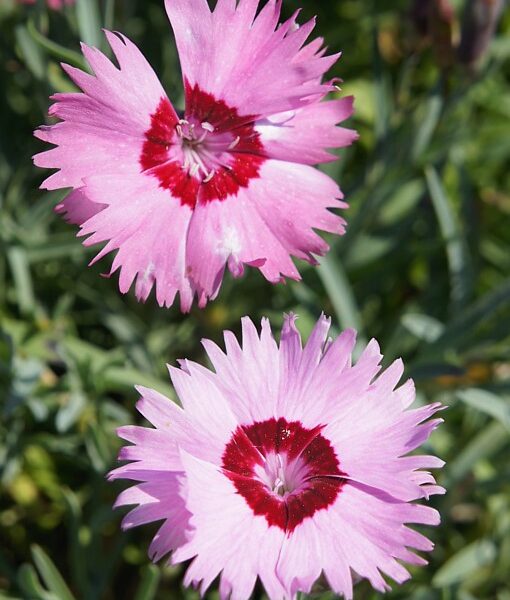 Гвоздика серовато-голубая RoseQuartz 10 семян