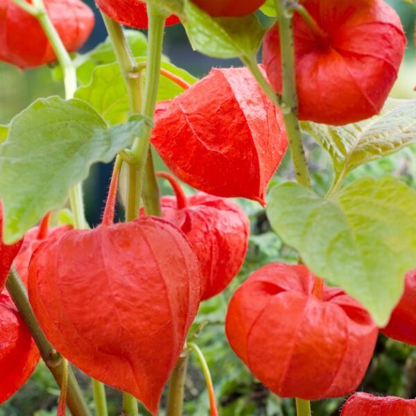 Физалис обыкновенный или Китайские фонарики 150 семян