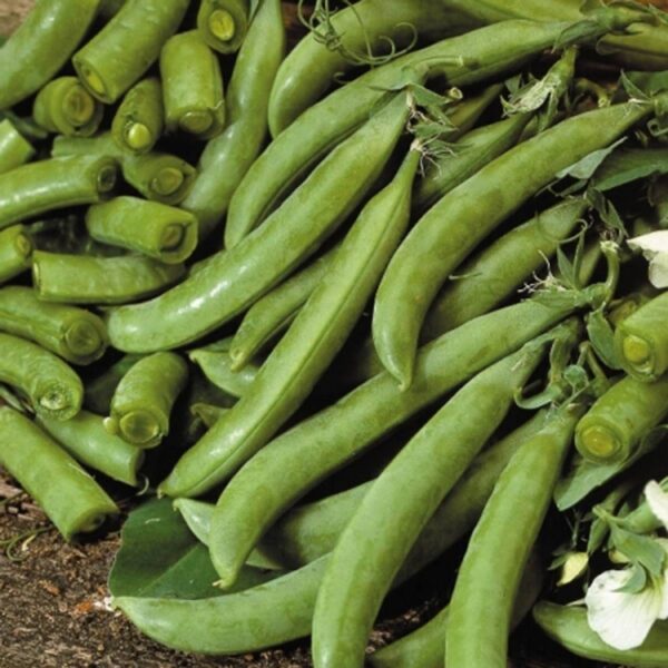 Сахарный горошек Delikett 15 г