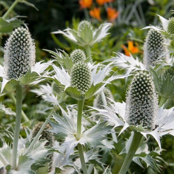 Синеголовник гигантский Silver Ghost 50 семян