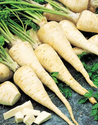 Корневая петрушка Konika 2 г