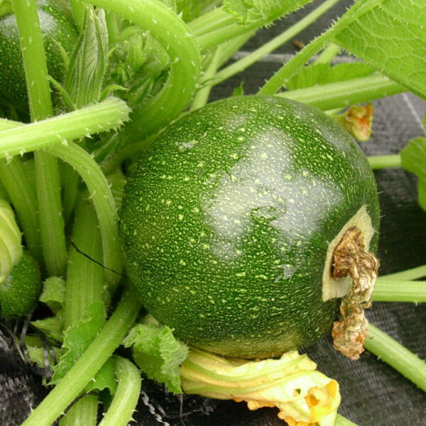 Tondo Di Piacenza 1,5 г