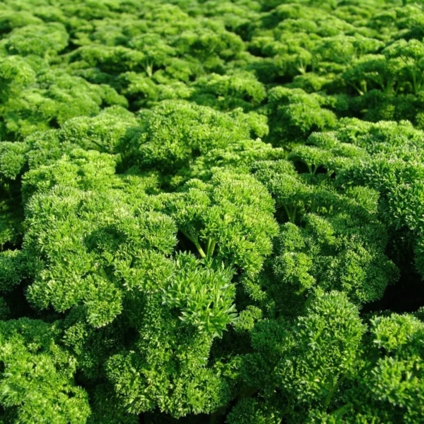 Листовая петрушка кудрявая Astra 2 г