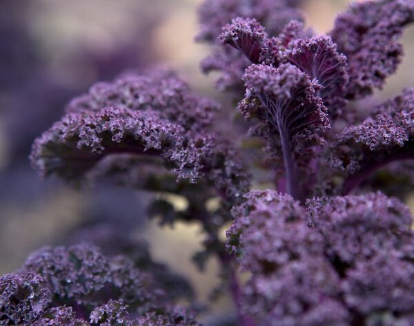 Kале Scarlett 0,5 g