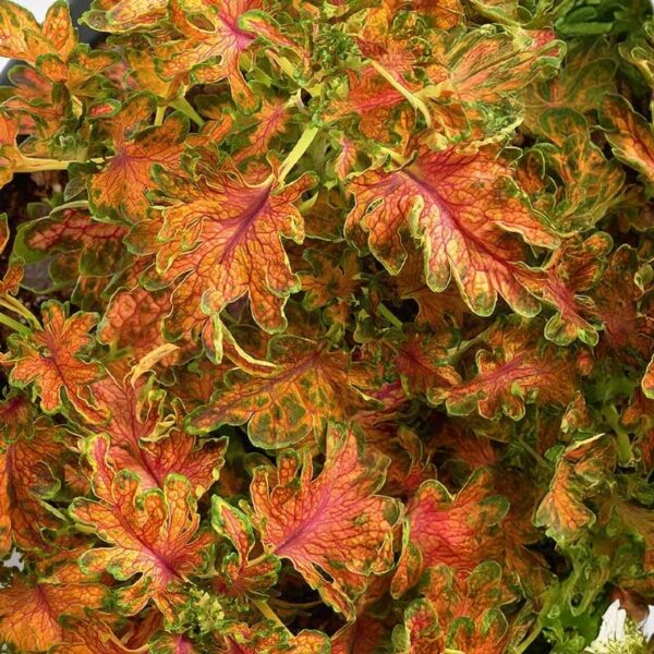 Декоративная крапива "Colocha Scarlet" 25 семян