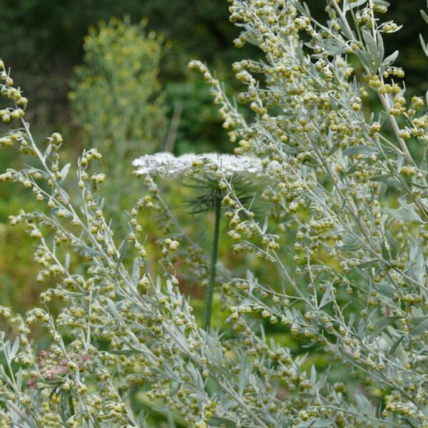 Полынь горькая 0,3 г семян