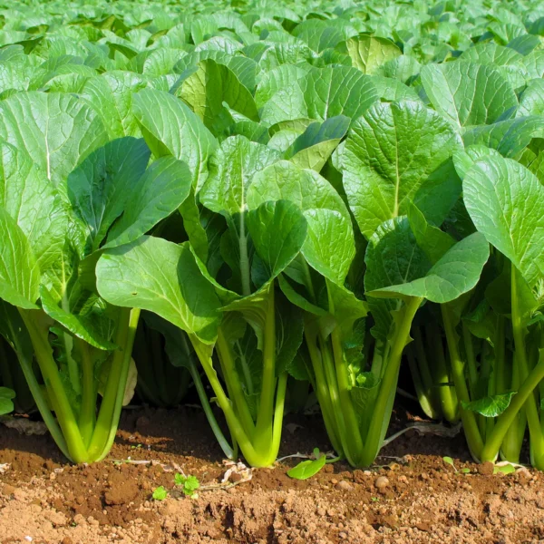 Комацуна 1 г