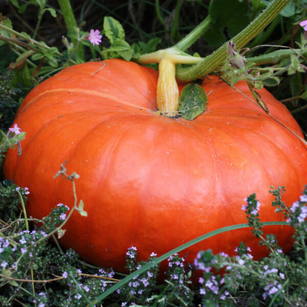 Тыква Rouge Vif D´Etampes 2 г