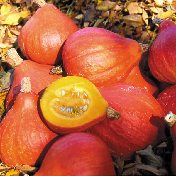 Тыква Potimarron 1 г