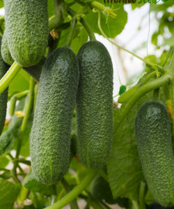 Apalosa F1 40 семян