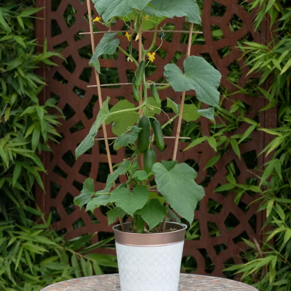 Mini Crisp F1 5 семян