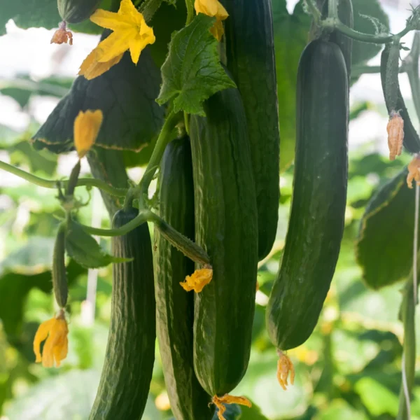 Green River 10 семян