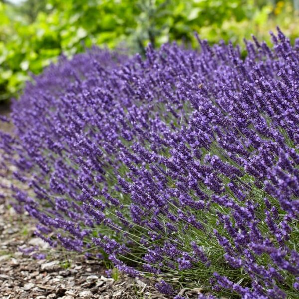 Лаванда узколистная  0,4 гр