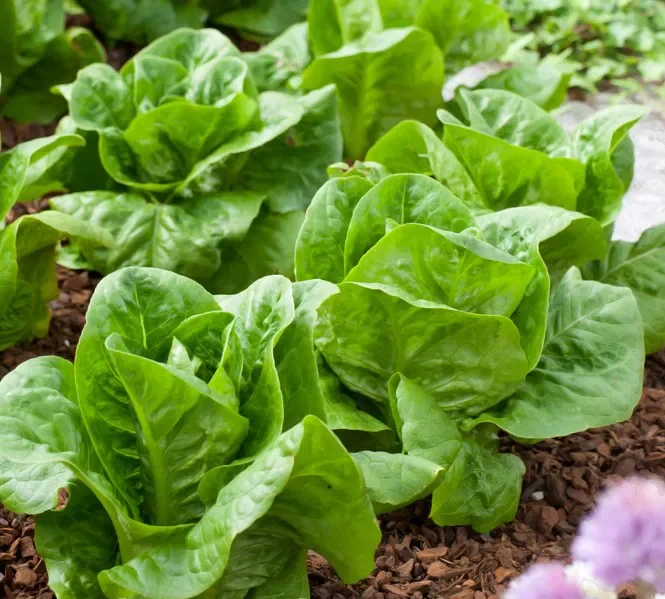 Салат Little Gem 1 g