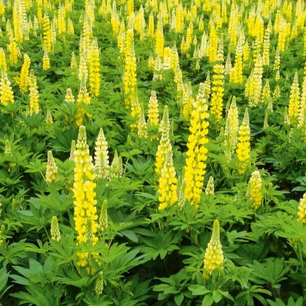 Люпин многолистный Festival 2 g