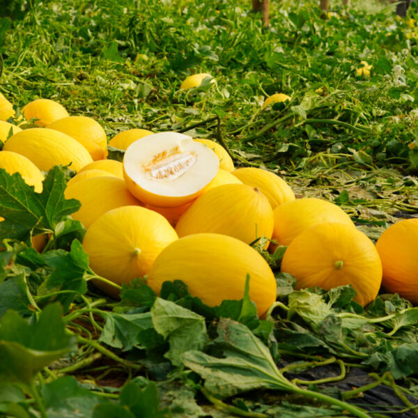 Дыня Amarillo canario 1 g