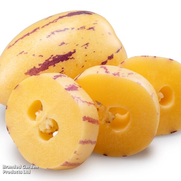 Пепино или Дынная груша 5 семян