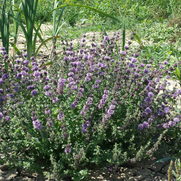 Полевая мята (болотная мята, блошиная мята) 0,1 г