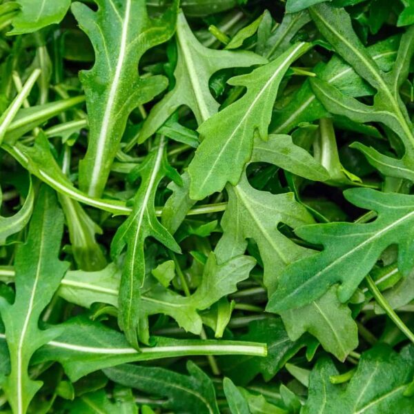 Двурядник тонколистный, она же  Рукола дикая Olivetta 1 g