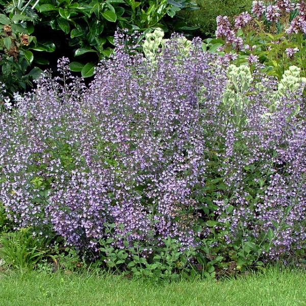 Каламинта котовниковая или Душевик котовниковый Marvelette Blue FSN 30 семян