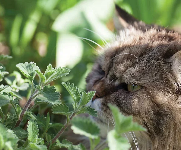 Котовник кошачий, кошачья мята, лимонная мята 0,3 г