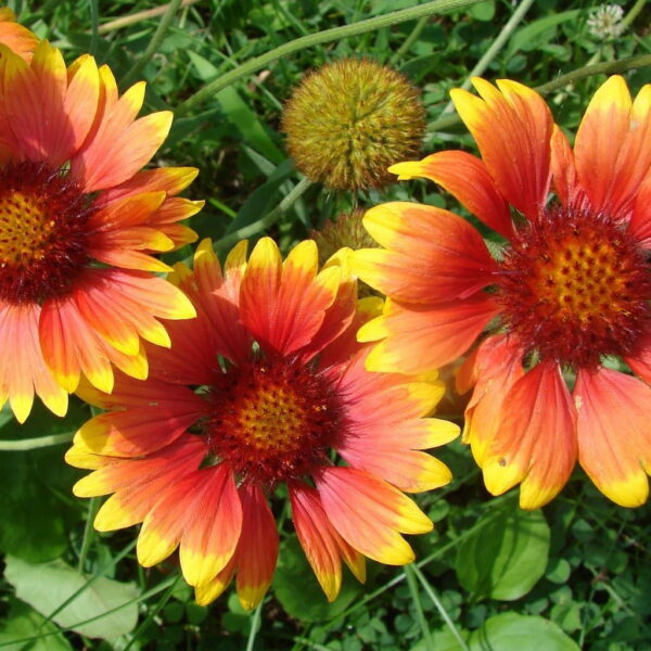 Гайлардия аристата 1 г