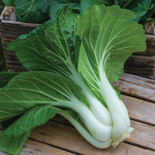 Сирепица, капуста полевая Pak-Choi 3 g