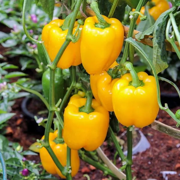 Garnet F1 15 семян