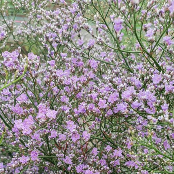 Кермек широколистный 0,1 г семян