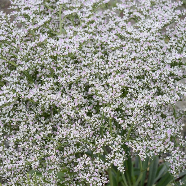 Кермек, Углостебельник, Гониолимон татарский 0,2 г семян