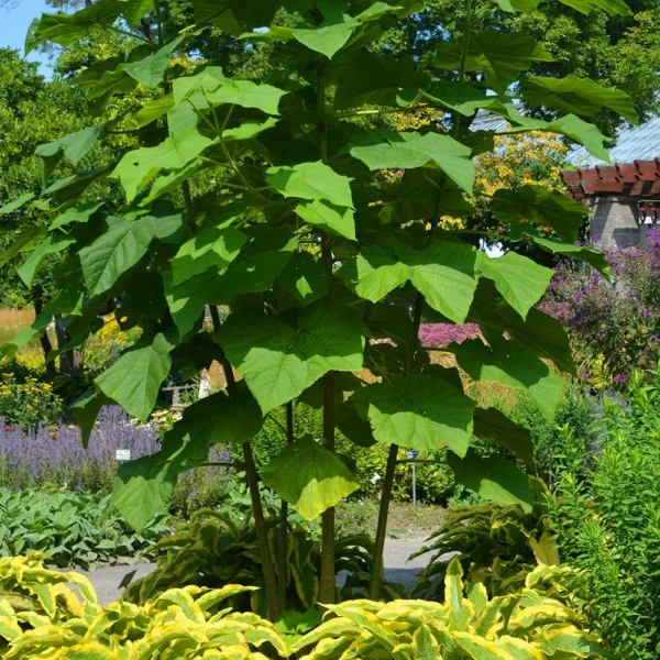Paulownia tomentosa