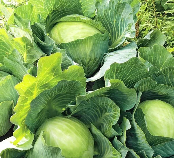 Капуста белокачанная Amager Kurzstrunkig 2 г