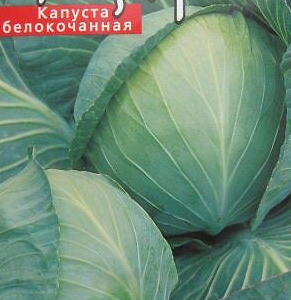Капуста белокачанная Lennox F1 30 семян