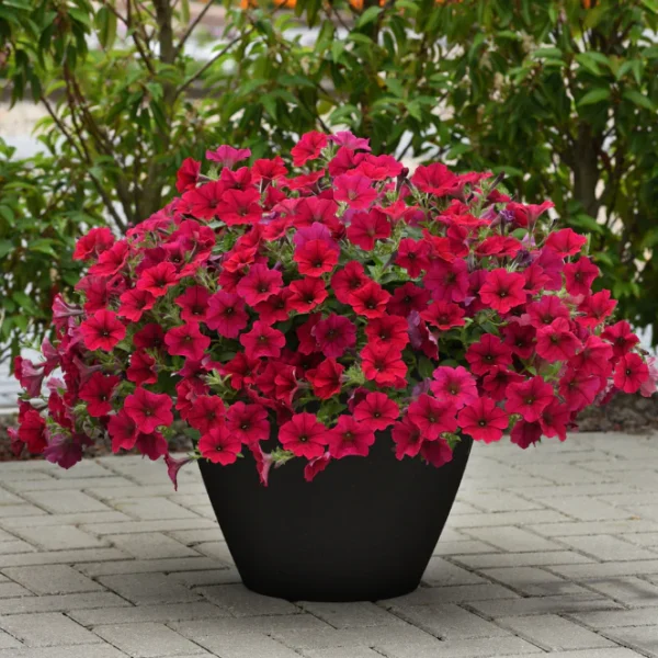 Гигантская петуния Tidal Wave Hot Pink 5 семян