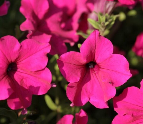 Петуния Diamond Purple 7 семян