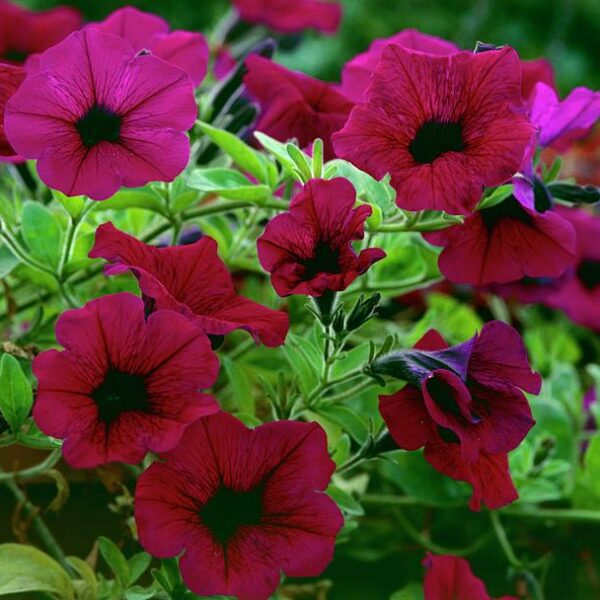 Гигантская петуния Shock Wave F1 10 семян