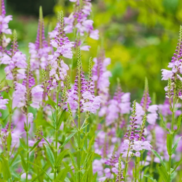 Физостегия виргинская 0,2 г семян