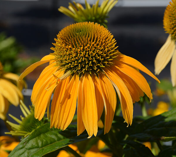 Эхинацея пурпурная Polly Nation Yellow 5 семян